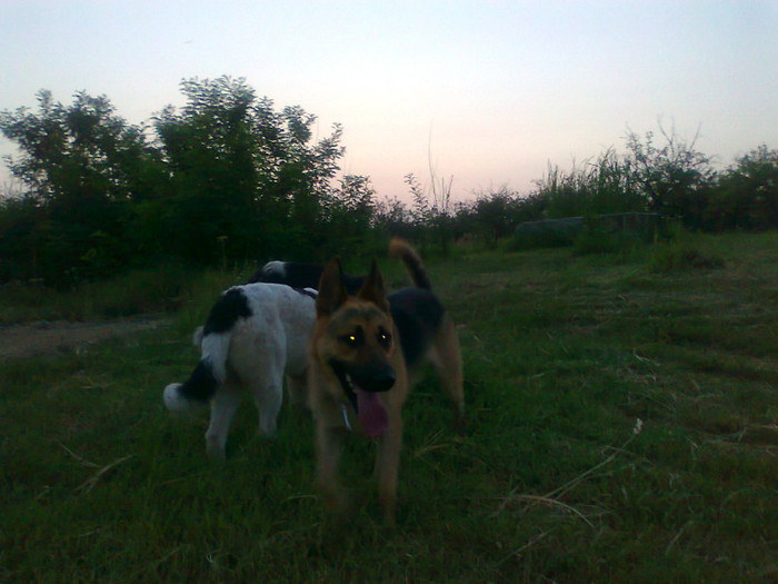 Roco; Un caine foarte posesiv...
