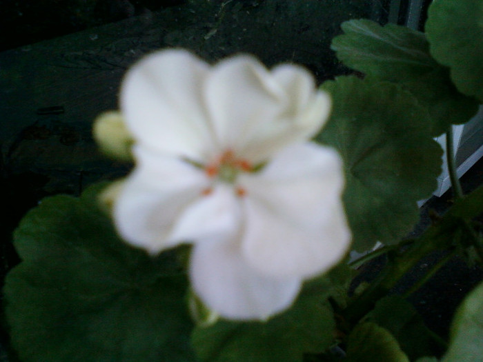 muscata alba - muscate