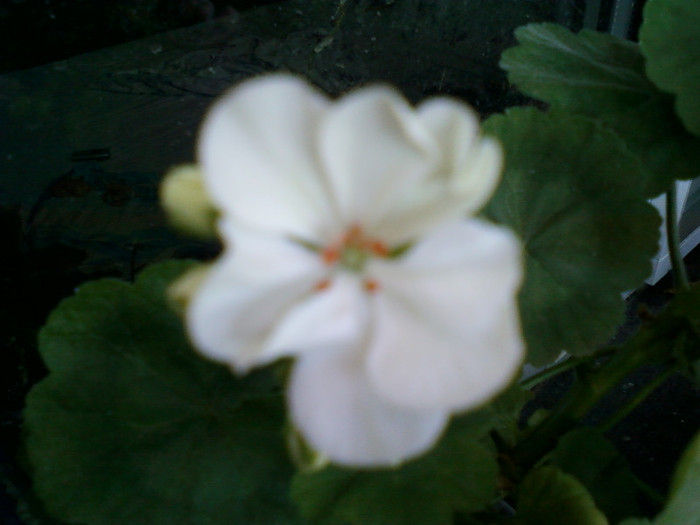 17 iulie 2012-flori 010 - muscate