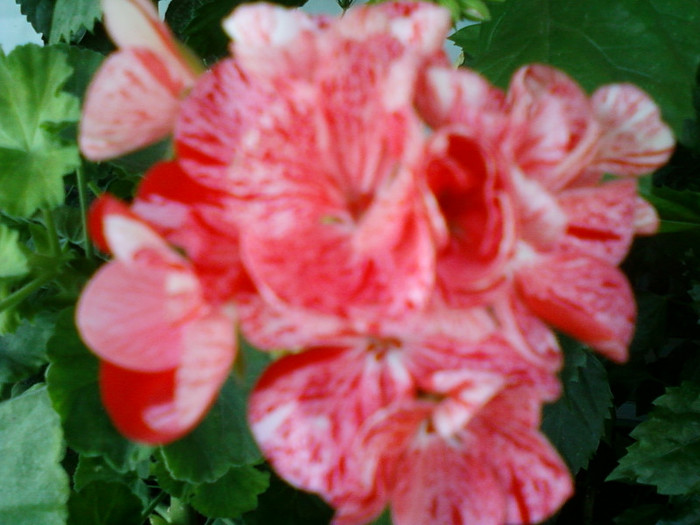 17 iulie 2012-flori 015 - muscate