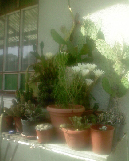 Picture 350 - cactusii mei 2012