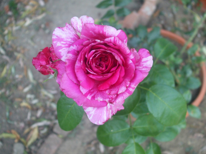 flori 2012 944