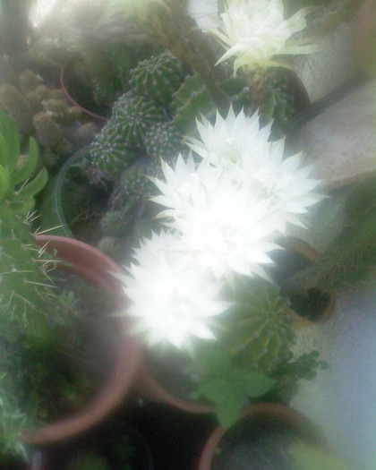 Picture 348 - cactusii mei 2012