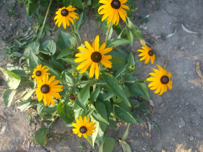 flori 2012 945