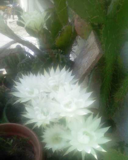 Picture 349; floare de cactus o minunatie
