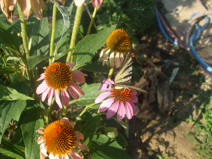 flori 2012 939
