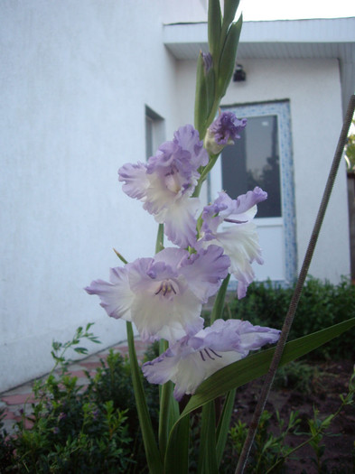 IMGP3436 - gladiole