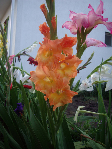 IMGP3438 - gladiole