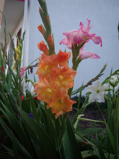 IMGP3439 - gladiole