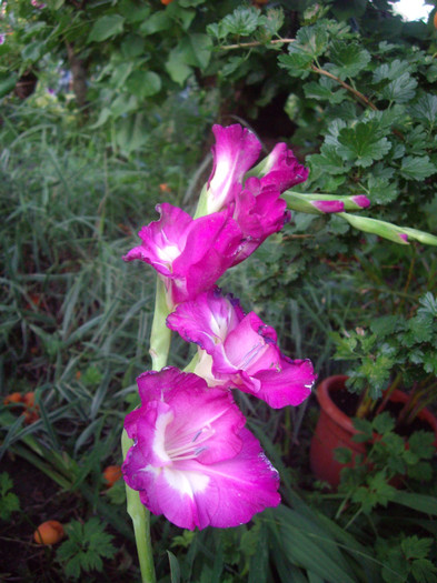 IMGP3448 - gladiole