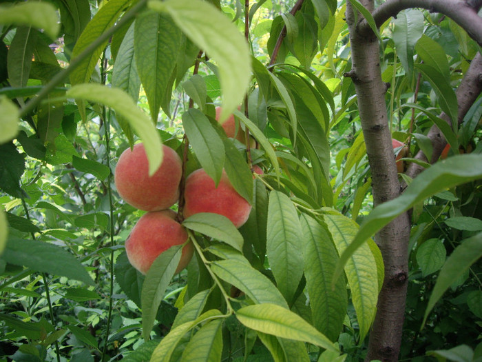 IMGP3470
