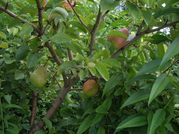 IMGP3481