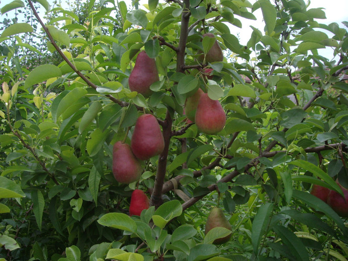 IMGP3484