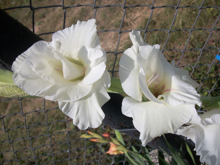 100_1674 - gladiole 2012