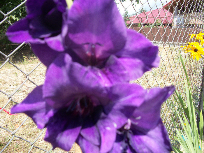 100_1676 - gladiole 2012