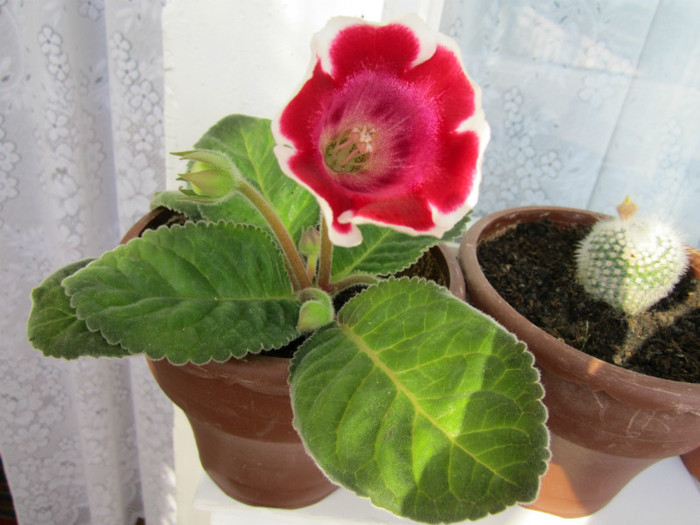 Gloxinia.