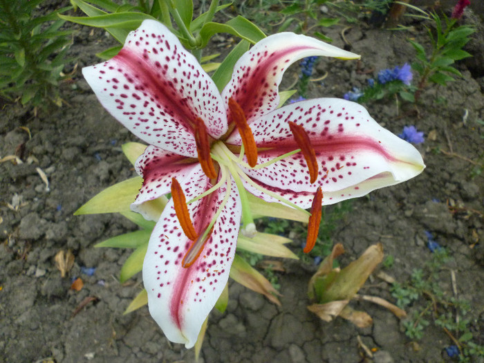 P1000998