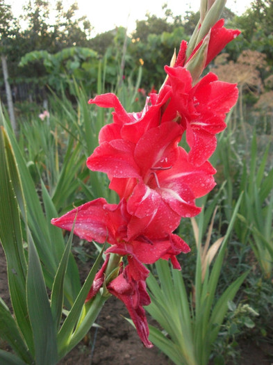 Picture 218 - Gladiole