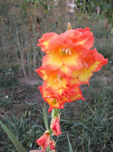 Picture 221 - Gladiole