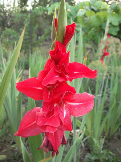 Picture 224 - Gladiole