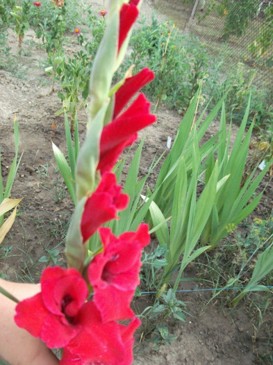 Picture 225 - Gladiole