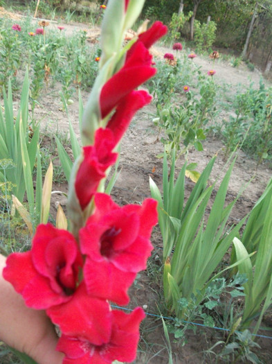 Picture 226 - Gladiole