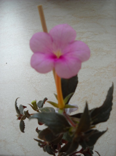 Pink Panther ! - 1Achimenes 2011-2012