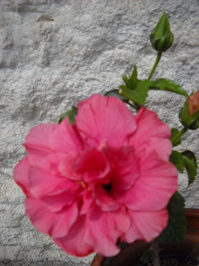 17 iulie - HIBISCUS - 2012