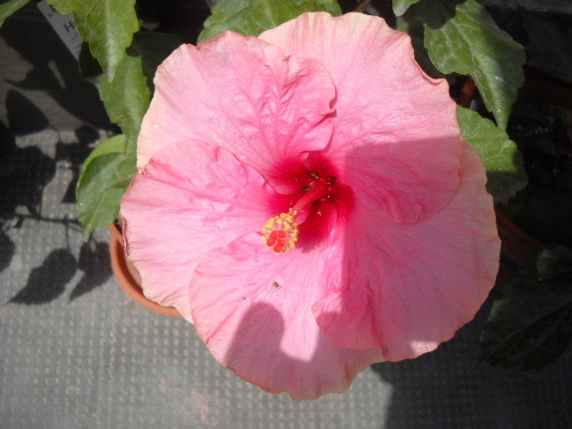 17 iulie - HIBISCUS - 2012