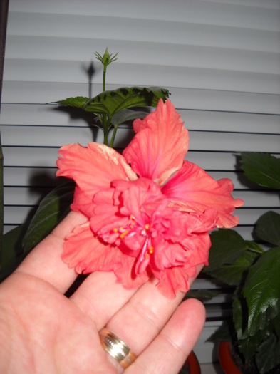 17 iulie - HIBISCUS - 2012
