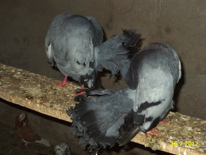 DSC00206 - Porumbeii mei 2012