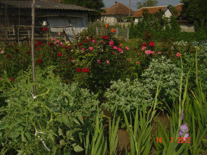 poze 1329 - 2011-2012 FLORI IN GRADINA