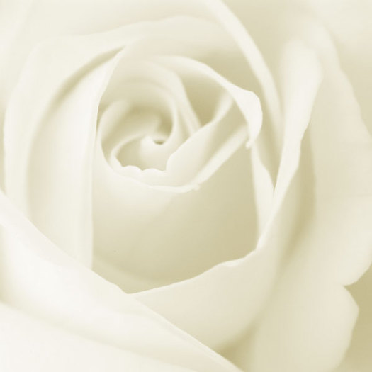 white-rose-1
