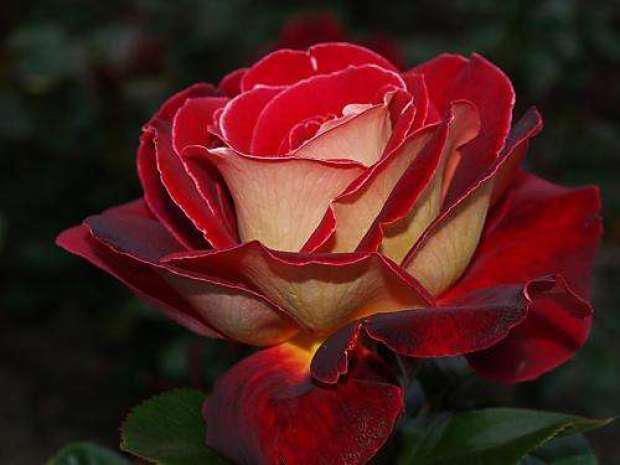 532743_402977349736543_294081140626165_1287005_1017651200_n