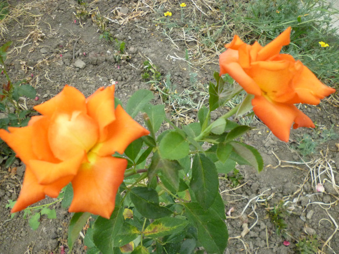 P1010001