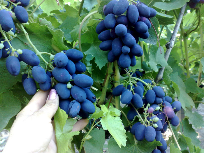 17072012 black magic - VITA DE VIE 2012