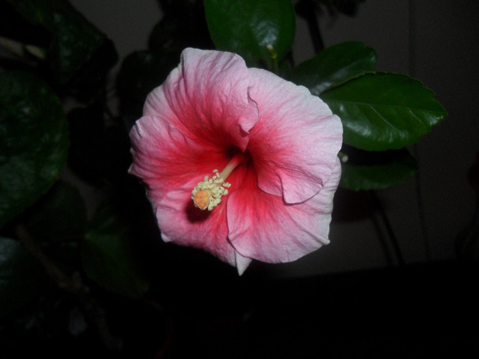 Hibiscus Yoder Camelia