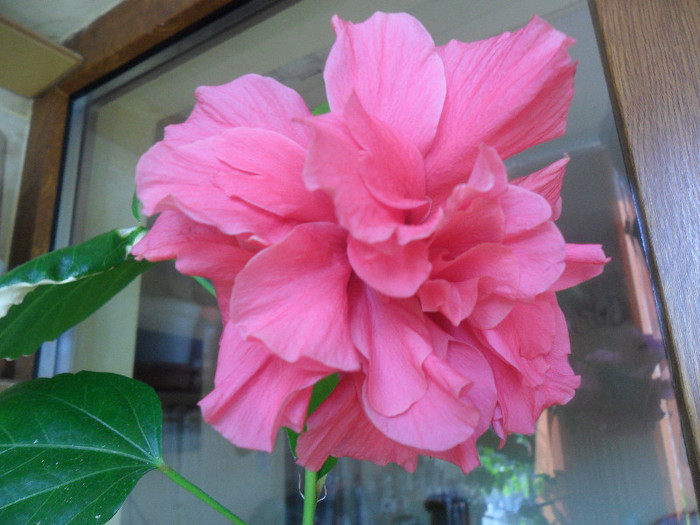 Hibiscus Clasic Pink