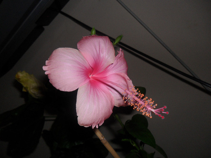 Hibiscus Dainty Pink