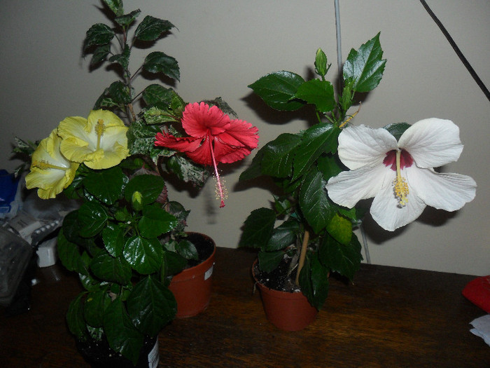 Hibiscus grup-azi