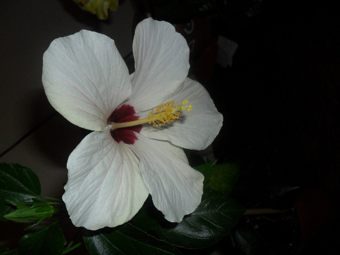 Hibiscus Cairo White