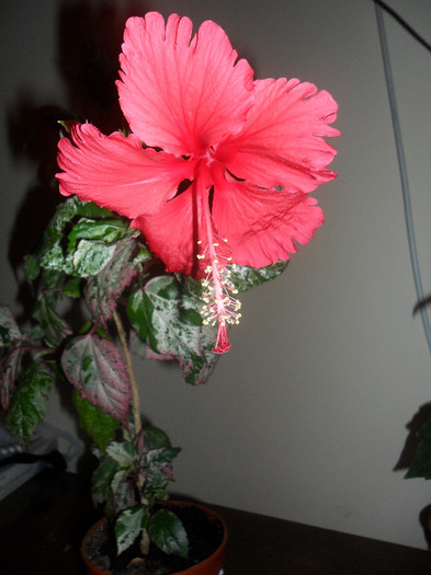 Hibiscus  Cooperi Rose Flake