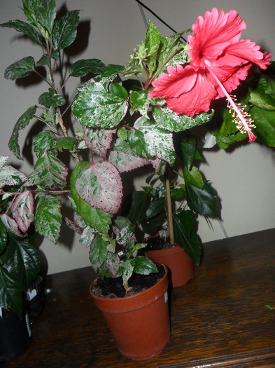 Hibiscus Cooperi Rose Flake