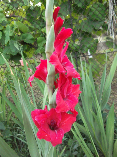 Picture 228 - Gladiole