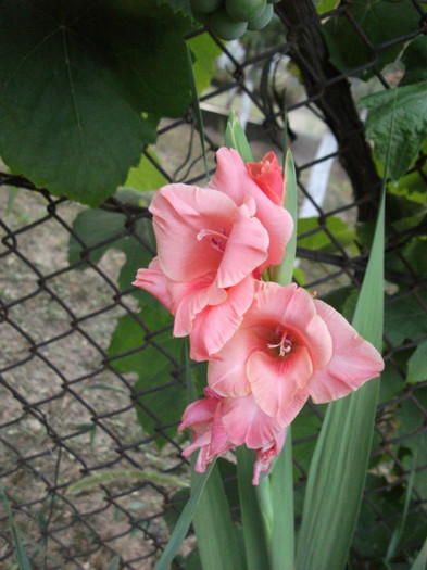 Picture 229 - Gladiole