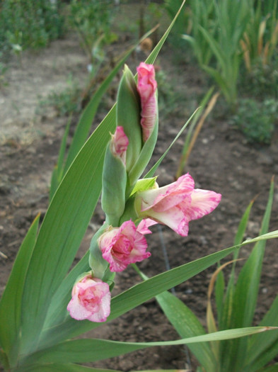 Picture 233 - Gladiole