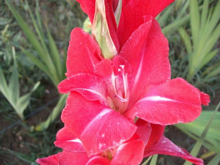 Picture 234 - Gladiole