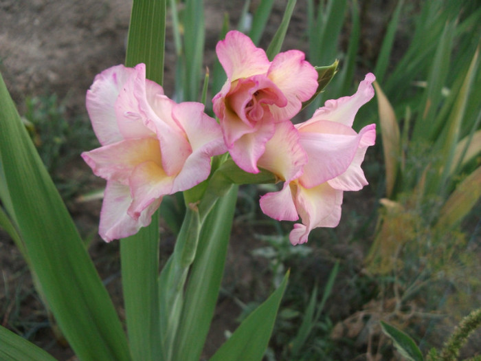 Picture 230 - Gladiole