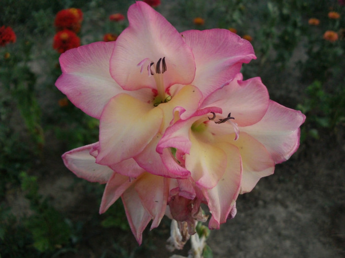 Picture 232 - Gladiole