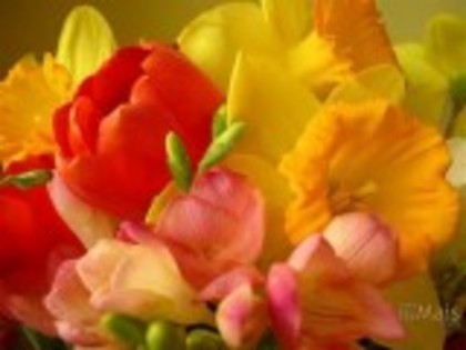 Florile-primaverii-lalele-ghiocei - Special